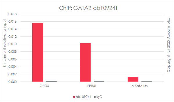 ChIP - Anti-GATA2 antibody [EPR2822(2)] (AB109241)