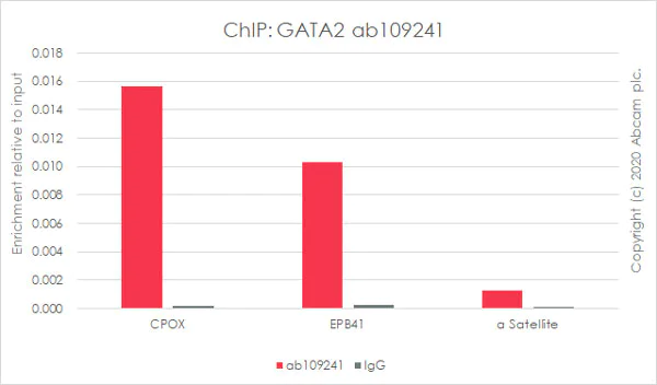 ChIP - Anti-GATA2 antibody [EPR2822(2)] (AB109241)