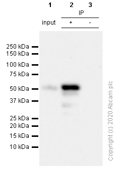 Immunoprecipitation - Anti-GATA2 antibody [EPR2822(2)] (AB109241)