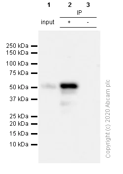 Immunoprecipitation - Anti-GATA2 antibody [EPR2822(2)] (AB109241)