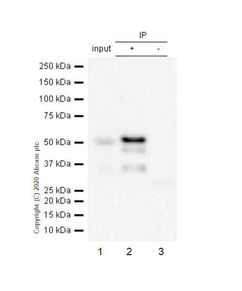 Immunoprecipitation - Anti-GATA2 antibody [EPR2822(2)] (AB109241)