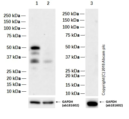 Western blot - Anti-GATA2 antibody [EPR2822(2)] (AB109241)