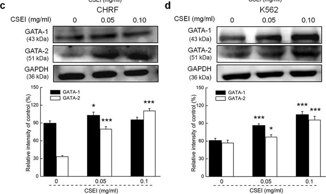 Western blot - Anti-GATA2 antibody [EPR2822(2)] (AB109241)