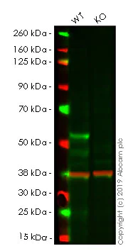 Western blot - Anti-GATA2 antibody [EPR2822(2)] (AB109241)