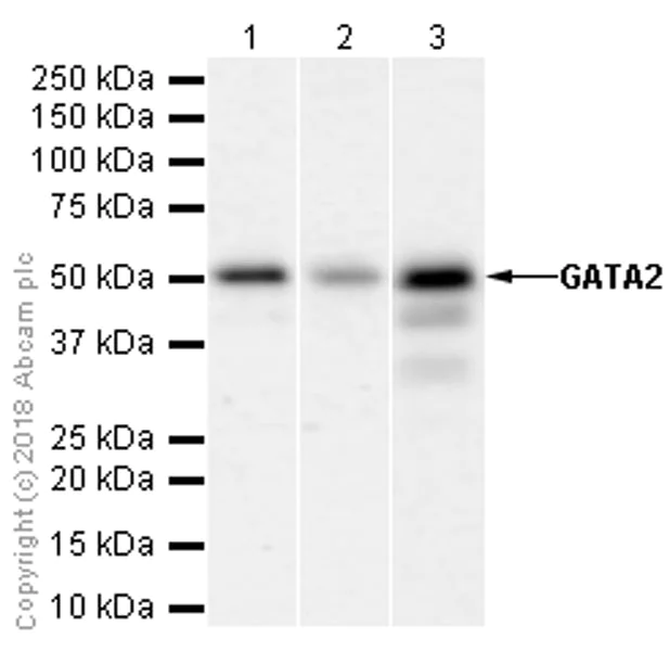 Western blot - Anti-GATA2 antibody [EPR2822(2)] (AB109241)