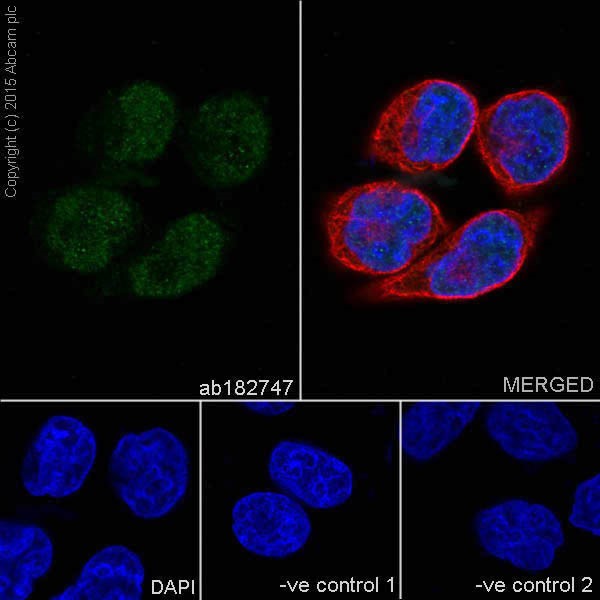 Anti-GATA2 + GATA3 antibody [EPR17874]