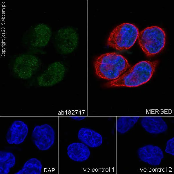 Immunocytochemistry/ Immunofluorescence - Anti-GATA2 + GATA3 antibody [EPR17874] (AB182747)