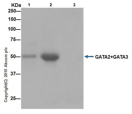 Immunoprecipitation - Anti-GATA2 + GATA3 antibody [EPR17874] (AB182747)