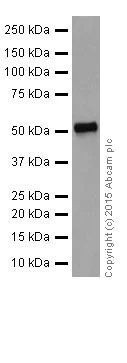 Western blot - Anti-GATA2 + GATA3 antibody [EPR17874] (AB182747)