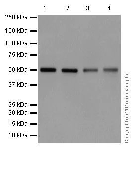 Western blot - Anti-GATA2 + GATA3 antibody [EPR17874] (AB182747)