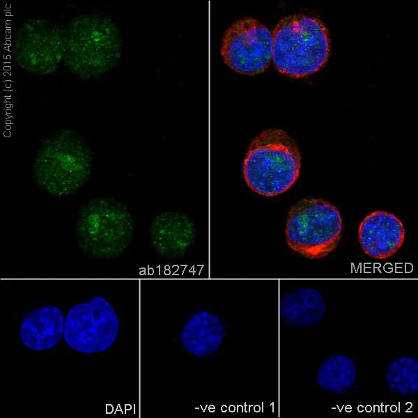 Immunocytochemistry/ Immunofluorescence - Anti-GATA2 + GATA3 antibody [EPR17874] - BSA and Azide free (AB250638)