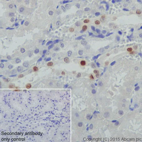 Immunohistochemistry (Formalin/PFA-fixed paraffin-embedded sections) - Anti-GATA2 + GATA3 antibody [EPR17874] - BSA and Azide free (AB250638)