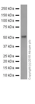 Western blot - Anti-GATA2 + GATA3 antibody [EPR17874] - BSA and Azide free (AB250638)