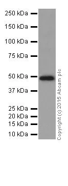 Western blot - Anti-GATA2 + GATA3 antibody [EPR17874] - BSA and Azide free (AB250638)