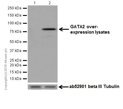 Western blot - Anti-GATA2 + GATA3 antibody [EPR17874] - BSA and Azide free (AB250638)