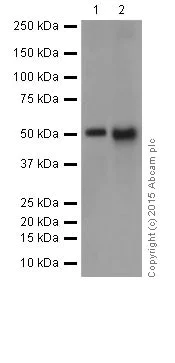 Western blot - Anti-GATA2 + GATA3 antibody [EPR17874] - BSA and Azide free (AB250638)