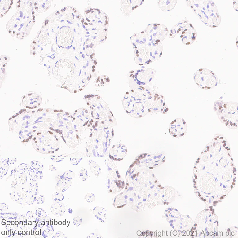 Immunohistochemistry (Formalin/PFA-fixed paraffin-embedded sections) - Anti-GATA2 + GATA3 antibody [EPR24359-3] (AB272237)