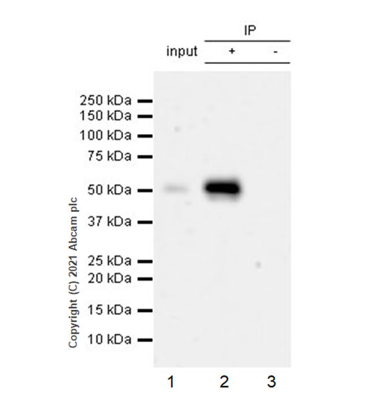 Immunoprecipitation - Anti-GATA2 + GATA3 antibody [EPR24359-3] (ab272237), expandable thumbnail