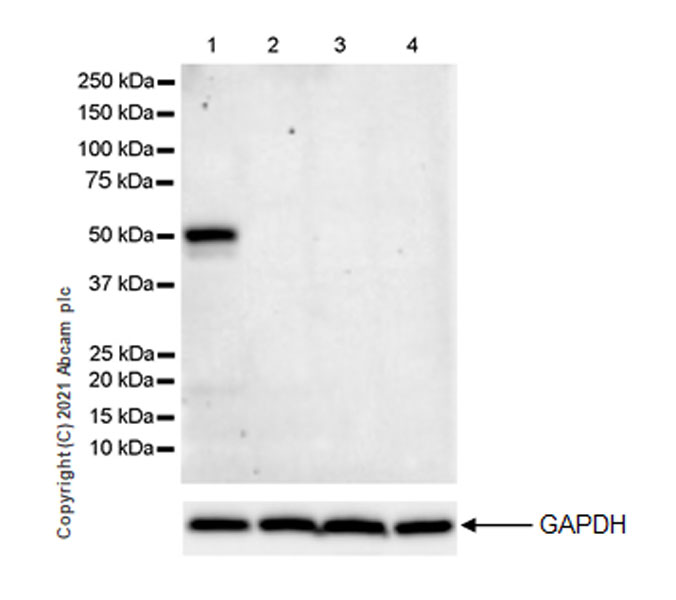 Western blot - Anti-GATA2 + GATA3 antibody [EPR24359-3] (AB272237), expandable thumbnail