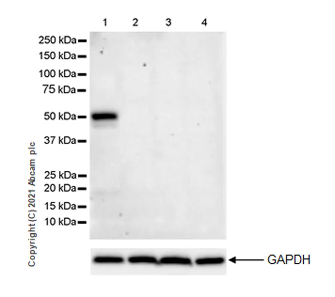 Western blot - Anti-GATA2 + GATA3 antibody [EPR24359-3] (AB272237)