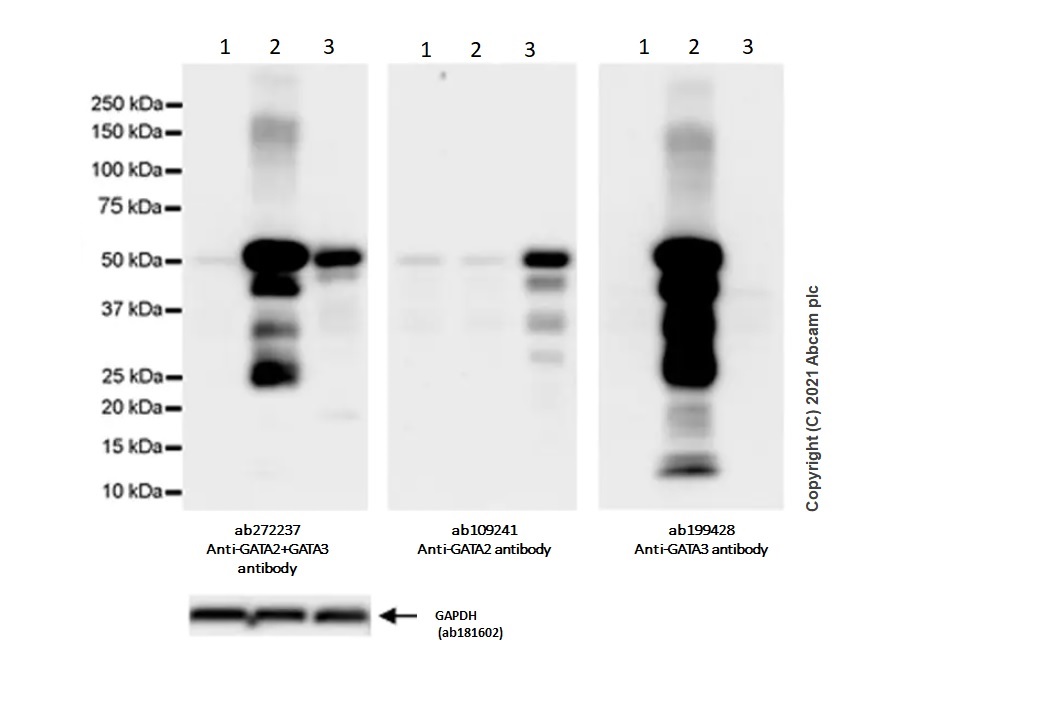 Western blot - Anti-GATA2 + GATA3 antibody [EPR24359-3] (AB272237), expandable thumbnail