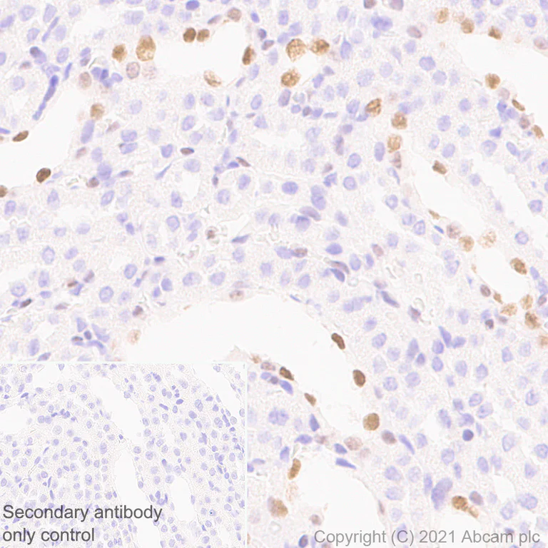 Immunohistochemistry (Formalin/PFA-fixed paraffin-embedded sections) - Anti-GATA2 + GATA3 antibody [EPR24359-3] - BSA and Azide free (AB282124)