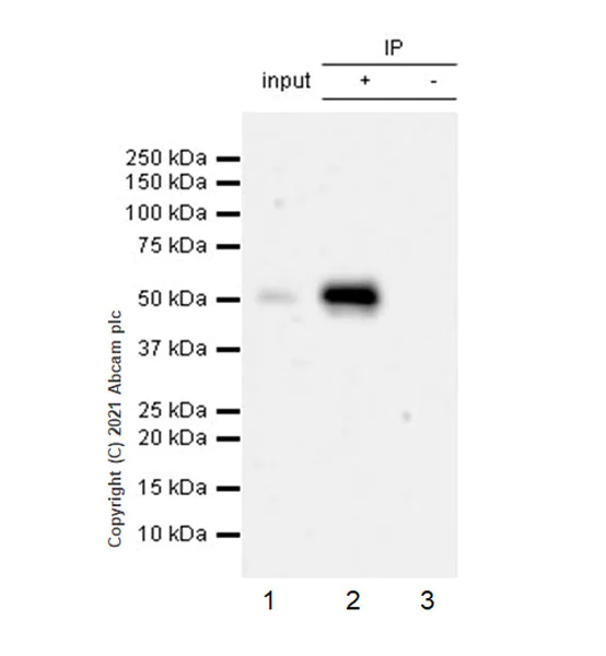 Immunoprecipitation - Anti-GATA2 + GATA3 antibody [EPR24359-3] - BSA and Azide free (AB282124)