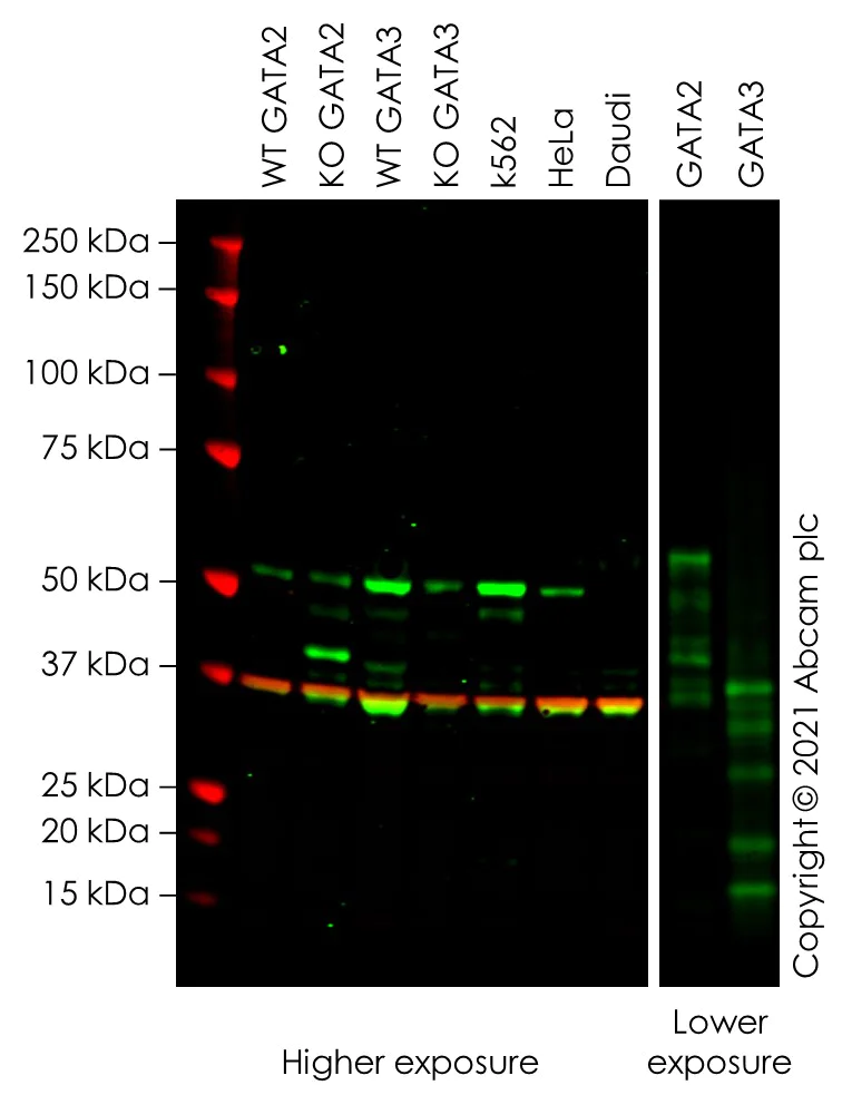 Western blot - Anti-GATA2 + GATA3 antibody [EPR24359-3] - BSA and Azide free (AB282124)