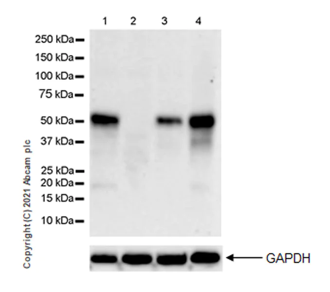 Western blot - Anti-GATA2 + GATA3 antibody [EPR24359-3] - BSA and Azide free (AB282124)