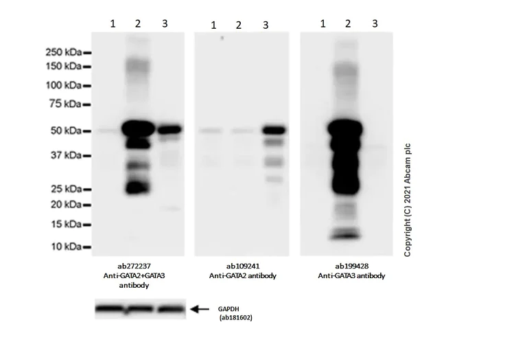 Western blot - Anti-GATA2 + GATA3 antibody [EPR24359-3] - BSA and Azide free (AB282124)