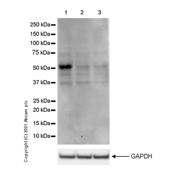 Western blot - Anti-GATA2 + GATA3 antibody [EPR24359-3] - BSA and Azide free (AB282124)