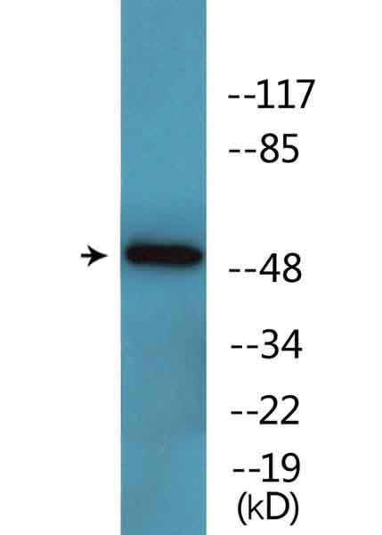 Western blot - Anti-GATA2 (phospho S401) antibody (AB138451), expandable thumbnail