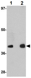 Western blot - Anti-GATA3 antibody (AB106625)