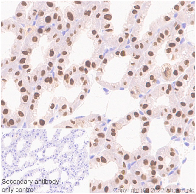 Anti-GATA3 antibody [EPR16651] - BSA and Azide free