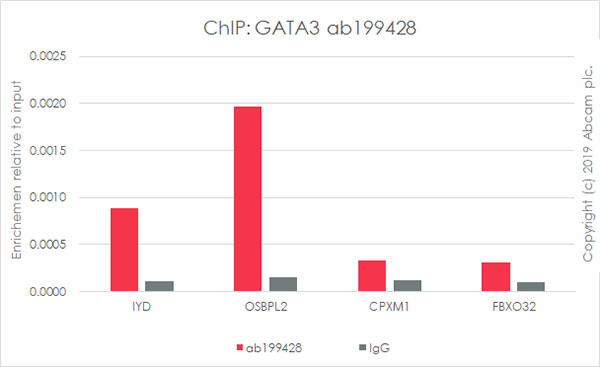ChIP - Anti-GATA3 antibody [EPR16651] - ChIP Grade (AB199428), expandable thumbnail