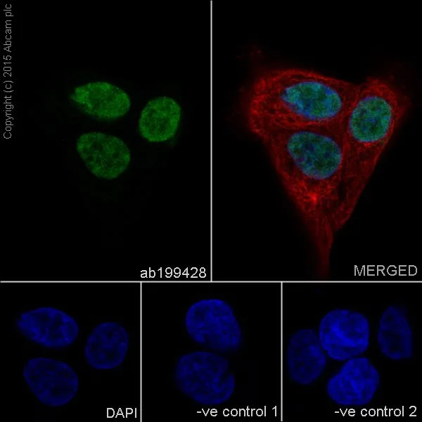 Immunocytochemistry/ Immunofluorescence - Anti-GATA3 antibody [EPR16651] - ChIP Grade (AB199428)