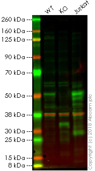 Western blot - Anti-GATA3 antibody [EPR16651] - ChIP Grade (AB199428)