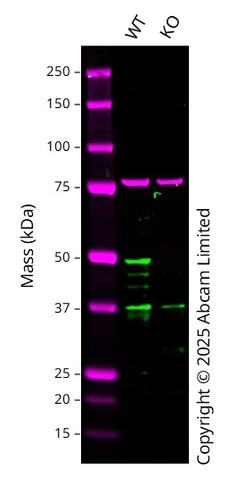 Western blot - Anti-GATA3 antibody [EPR16651] - ChIP Grade (AB199428)