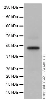 Western blot - Anti-GATA3 antibody [EPR16651] - ChIP Grade (AB199428)