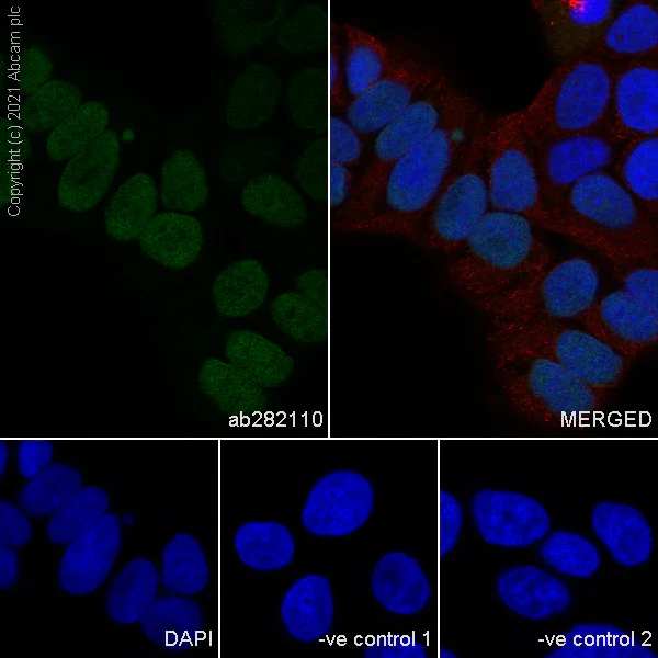 Immunocytochemistry/ Immunofluorescence - Anti-GATA3 antibody [L50-823] (AB282110)