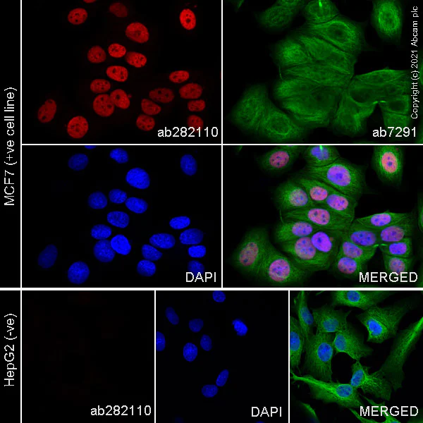 Immunocytochemistry/ Immunofluorescence - Anti-GATA3 antibody [L50-823] (AB282110)