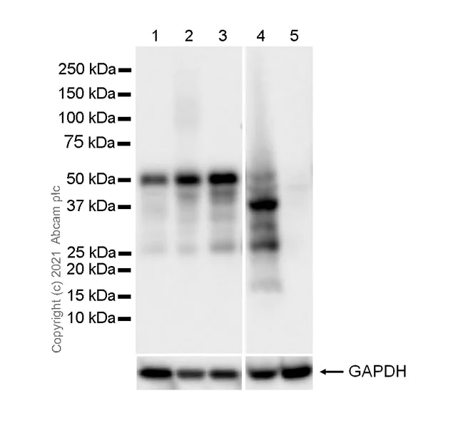 Western blot - Anti-GATA3 antibody [L50-823] (AB282110)