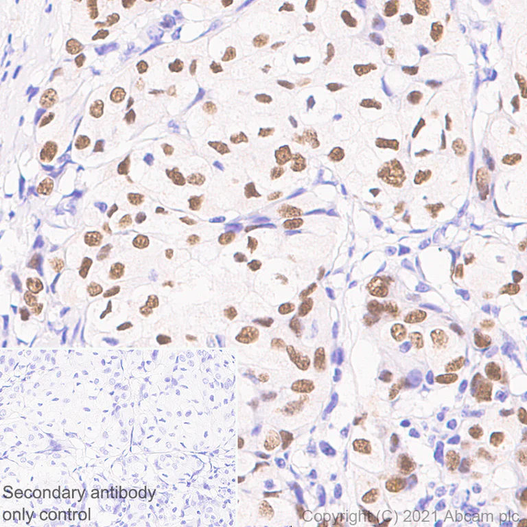 Immunohistochemistry (Formalin/PFA-fixed paraffin-embedded sections) - Anti-GATA3 antibody [L50-823] - BSA and Azide free (AB282130)
