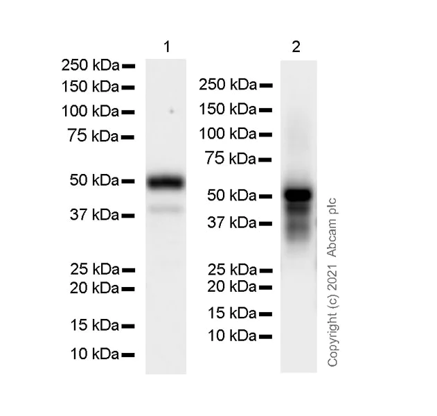 Western blot - Anti-GATA3 antibody [L50-823] - BSA and Azide free (AB282130)