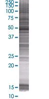 SDS-PAGE - GATA3 overexpression 293T lysate (whole cell) (AB94325)