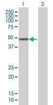 Western blot - GATA3 overexpression 293T lysate (whole cell) (AB94325)