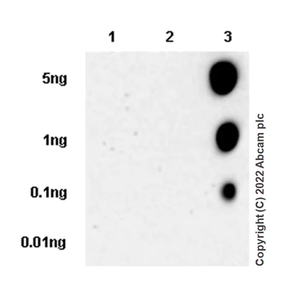 Dot Blot - Anti-GATA3 (phospho S308) antibody [EPR18118] (AB186371)