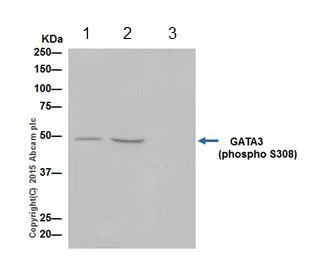 Immunoprecipitation - Anti-GATA3 (phospho S308) antibody [EPR18118] (AB186371)