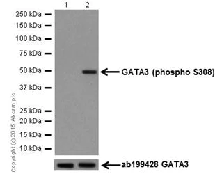 Western blot - Anti-GATA3 (phospho S308) antibody [EPR18118] (AB186371)