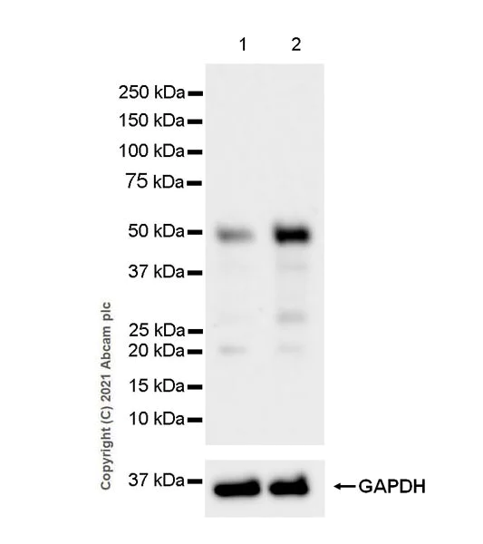 Western blot - Anti-GATA3 (phospho S308) antibody [EPR18118] (AB186371)